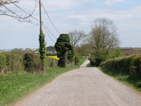 Wiltshire Ox Drove image 5