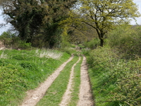 Wiltshire Ox Drove image 4