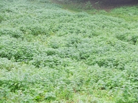 Hayhedge Lane, Bisley image 2