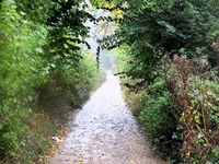 Hayhedge Lane, Bisley image 3