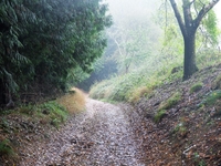 Hayhedge Lane, Bisley image 4